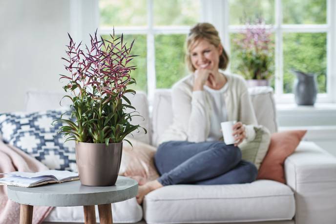 brussels diamond rund 20cm oyster pearl